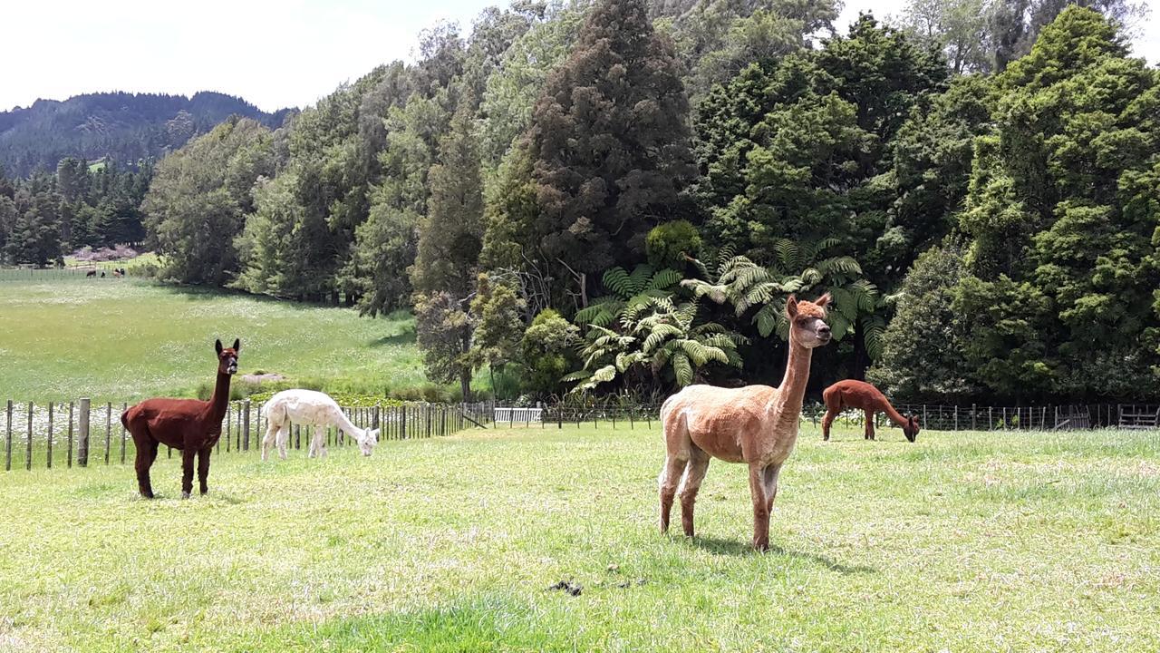 Vinegar Hill Bed and Breakfast Kauri Eksteriør billede